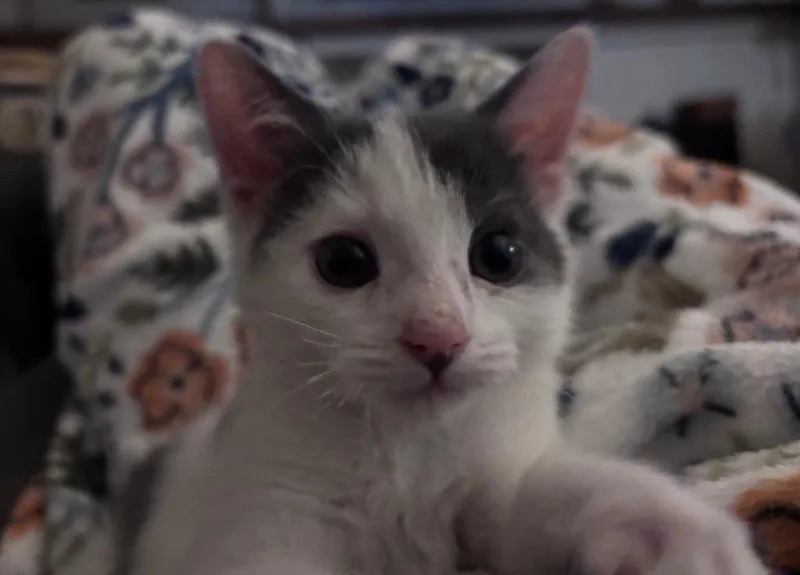 Joey thumbnail 2