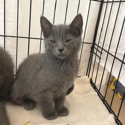 A baby small-sized female Gray / Blue / Silver Domestic Medium Hair cat named Ravioli for adoption in South Elgin, IL