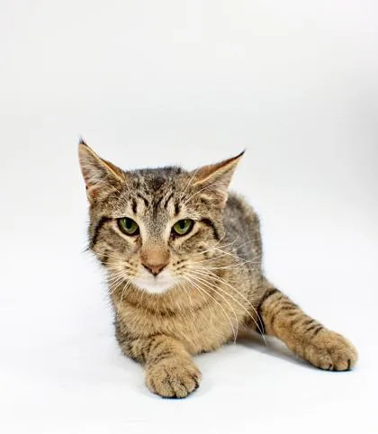 A baby small-sized male Domestic Short Hair cat named Jeckyl for adoption in Morton Grove, IL