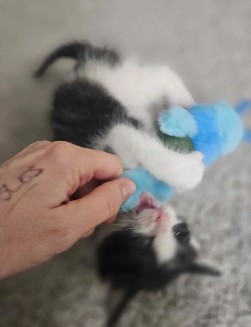 A baby small-sized female Black & White / Tuxedo Domestic Short Hair cat named Sunny for adoption in Pearland, TX