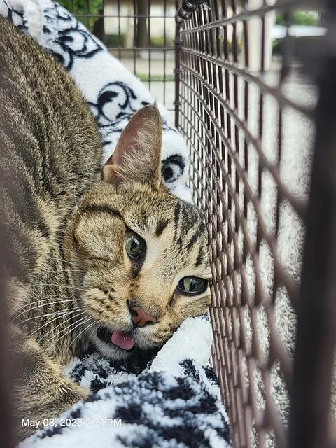 An adult small-sized male Domestic Short Hair cat named Snickers for adoption in San Antonio, TX