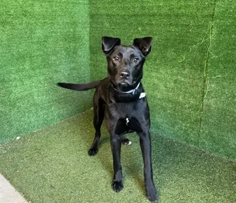 A young medium-sized female Labrador Retriever dog named Venus for adoption in Lancaster, CA