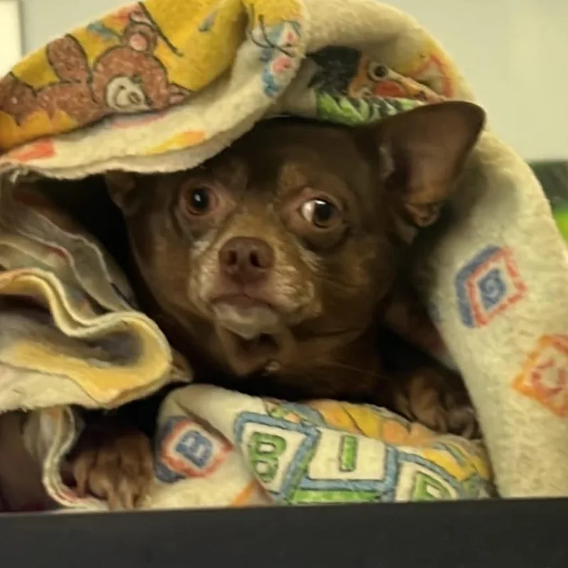 An adult small-sized male Brown / Chocolate Mixed Breed dog named Feller SH for adoption in Huntington, WV