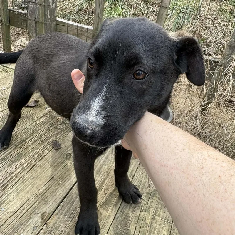 A baby medium-sized female Brown / Chocolate Mountain Cur dog named Maple for adoption in Nashville, TN