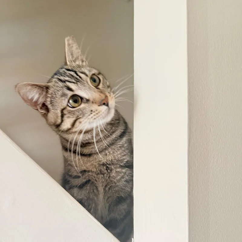 A young medium-sized male Brown / Chocolate Domestic Short Hair cat named Benadryl for adoption in PITTSBURGH, PA