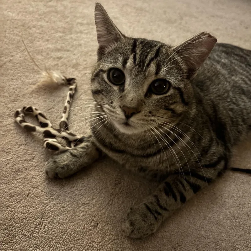 Benadryl thumbnail 2