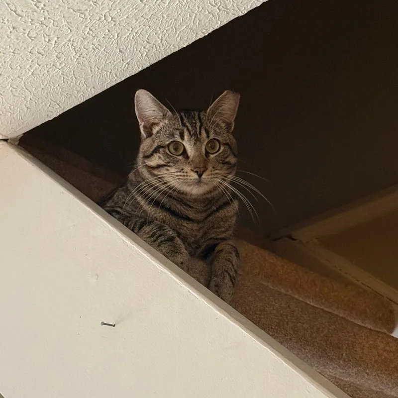 Benadryl thumbnail 3