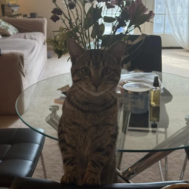 Benadryl thumbnail 4