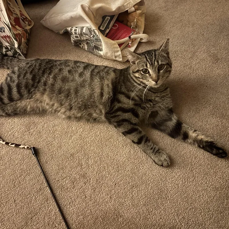 Benadryl thumbnail 5