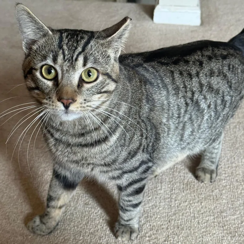 Benadryl thumbnail 6