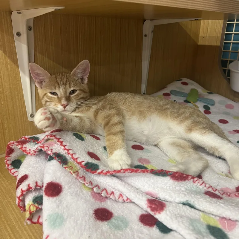 A baby small-sized male Domestic Short Hair cat named Bootsie & Smokey Joe for adoption in Manhattan, KS