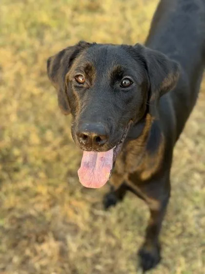 An adult large-sized female Labrador Retriever dog named Lady for adoption in Morton Grove, IL