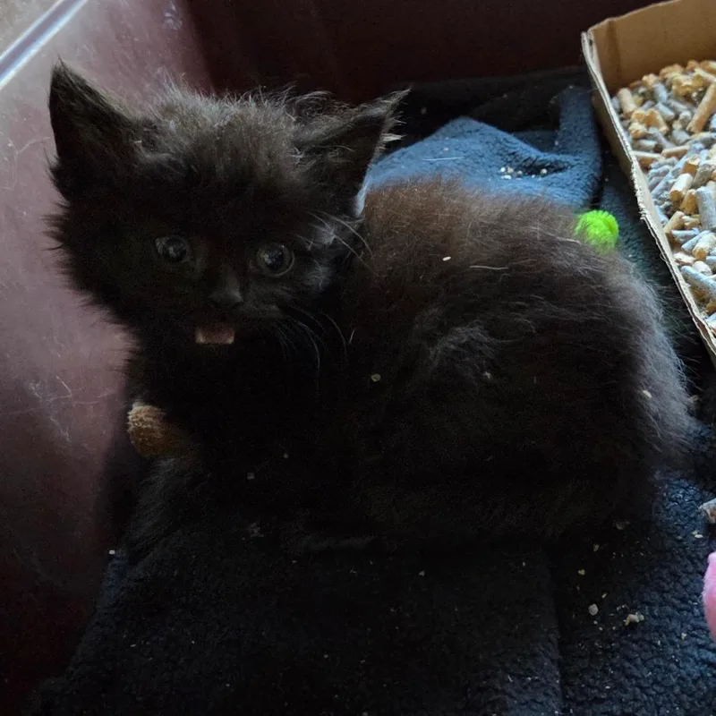 A baby small-sized male Black Domestic Short Hair cat named VoodooRanger for adoption in Chattanooga, TN