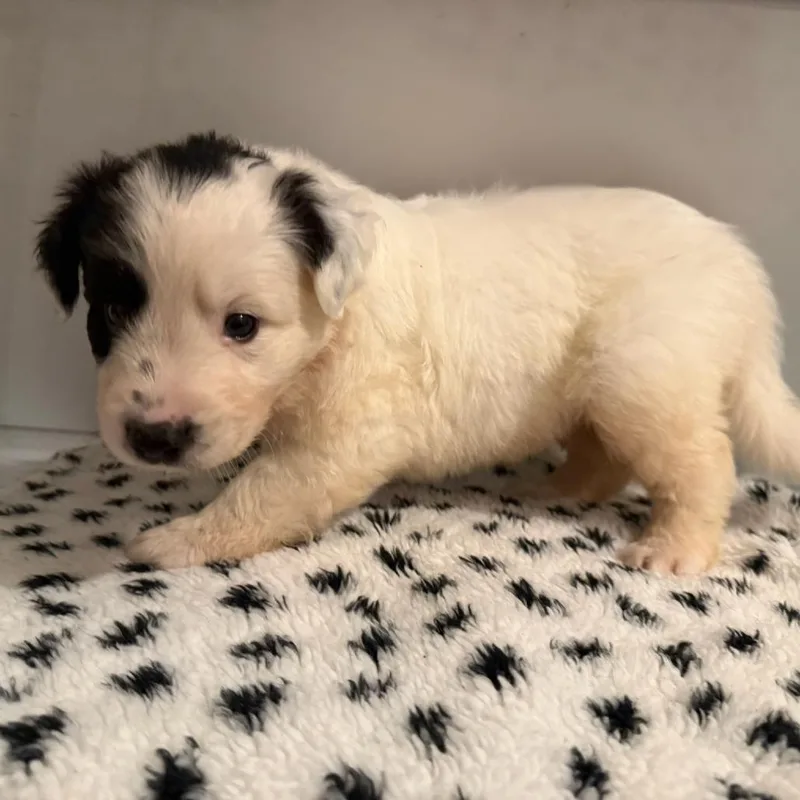 A baby small-sized male White / Cream Mixed Breed dog named Emerald for adoption in Rockville, MD
