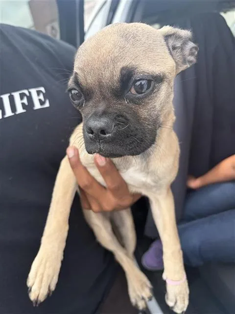 A baby small-sized female Pug dog named Rosita for adoption in San Antonio, TX