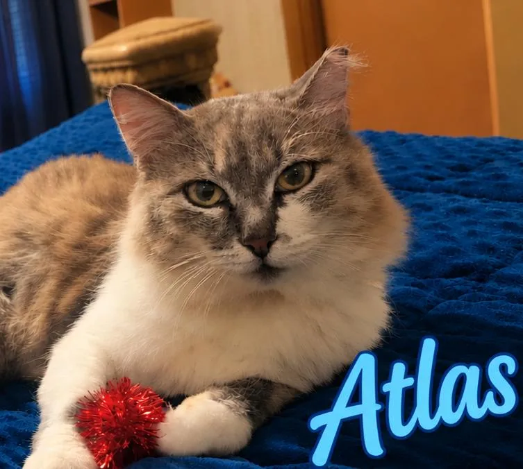 An adult large-sized male Tabby (Buff / Tan / Fawn) Tabby cat named Atlas for adoption in Las Cruces, NM