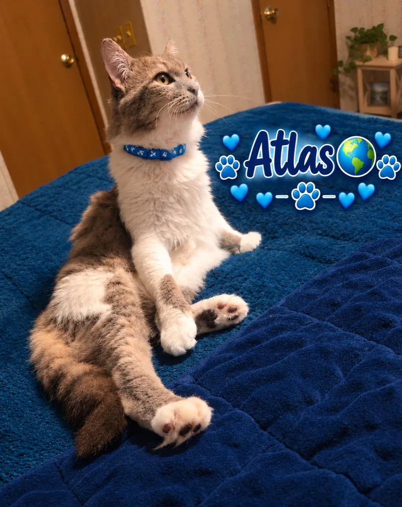 Atlas thumbnail 3