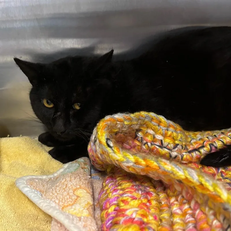 A young large-sized male Black Domestic Short Hair cat named Bagheera for adoption in Morgan Hill, CA