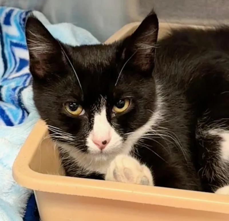 A baby medium-sized female Black & White / Tuxedo Domestic Short Hair cat named Freckles for adoption in Wantagh, NY