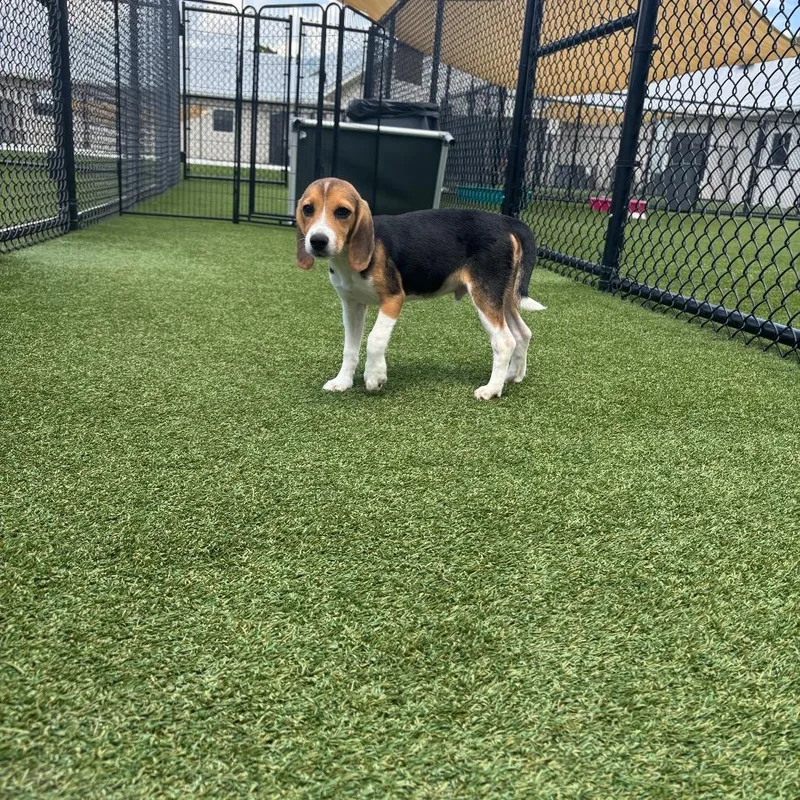 A baby small-sized male Yellow / Tan / Blond / Fawn Beagle dog named SHH aka YoungBoy for adoption in LOXAHATCHEE, FL