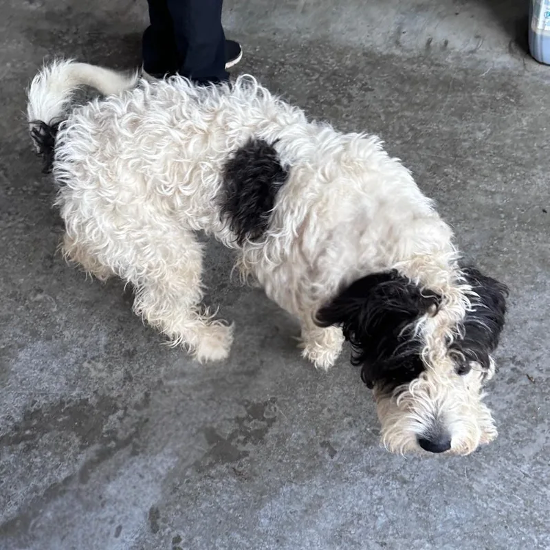 An adult medium-sized female Standard Poodle dog named Jenny for adoption in Erie, PA