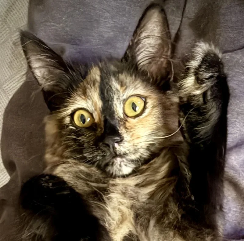 A young medium-sized female Tortoiseshell cat named Ophelia for adoption in Greenfield, CA