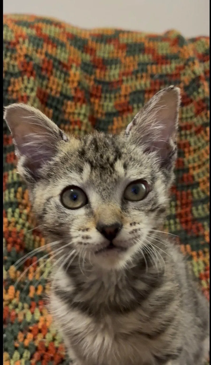 A baby medium-sized male Domestic Short Hair cat named Abe for adoption in Social Circle, GA
