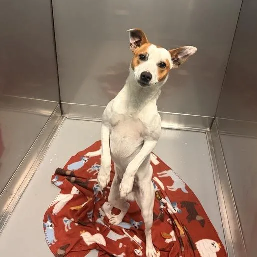 A young small-sized male White / Cream Mixed Breed dog named One Wish Willow for adoption in Davenport, IA