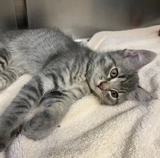 A baby medium-sized male Tabby (Gray / Blue / Silver) Domestic Short Hair cat named Kinsman for adoption in Prudenville, MI