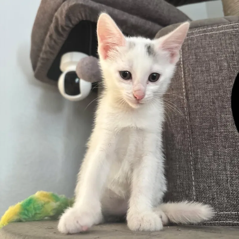 A baby medium-sized female White Domestic Short Hair cat named Brigita for adoption in Alvin, TX