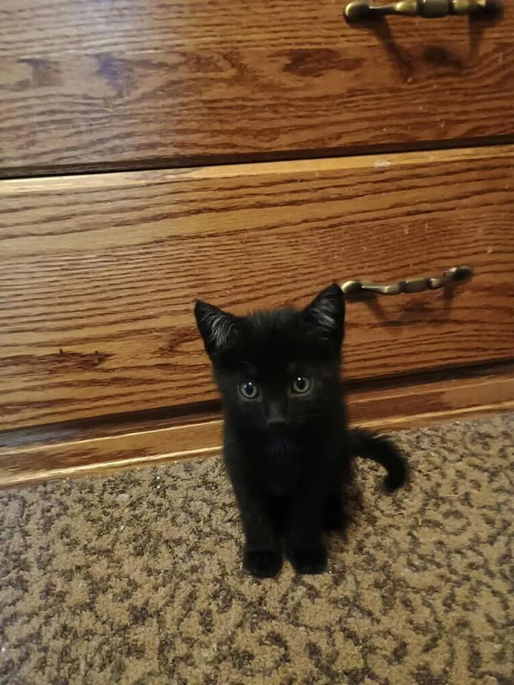A baby small-sized male Black Domestic Short Hair cat named Cookie for adoption in Linton, IN