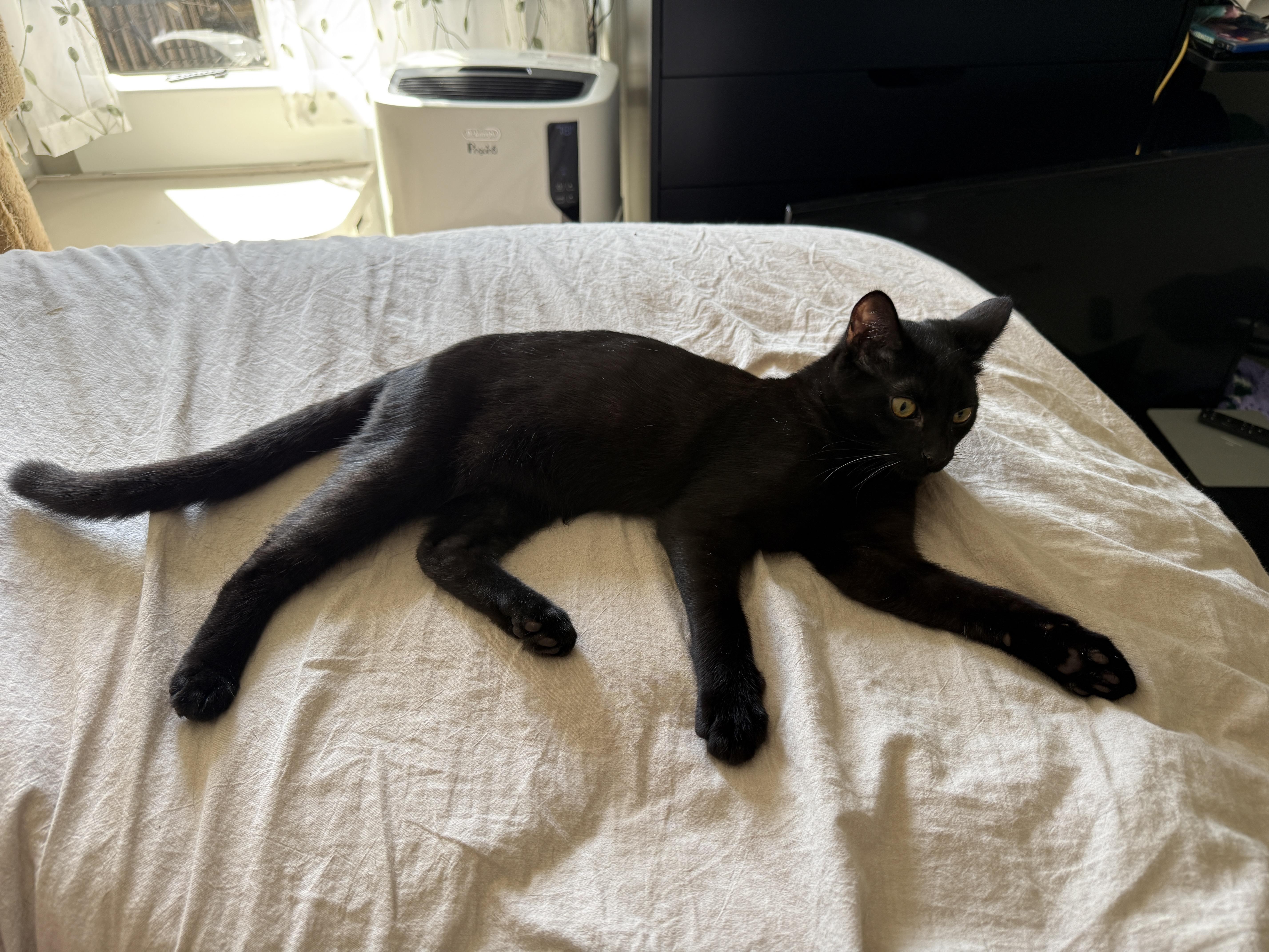 A young medium-sized male Black Domestic Short Hair cat named Squiggles for adoption in Los Angeles, CA