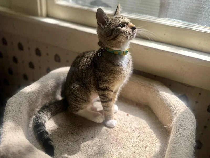 A young medium-sized female Tabby cat named Dulcie Mae for adoption in Davis, CA