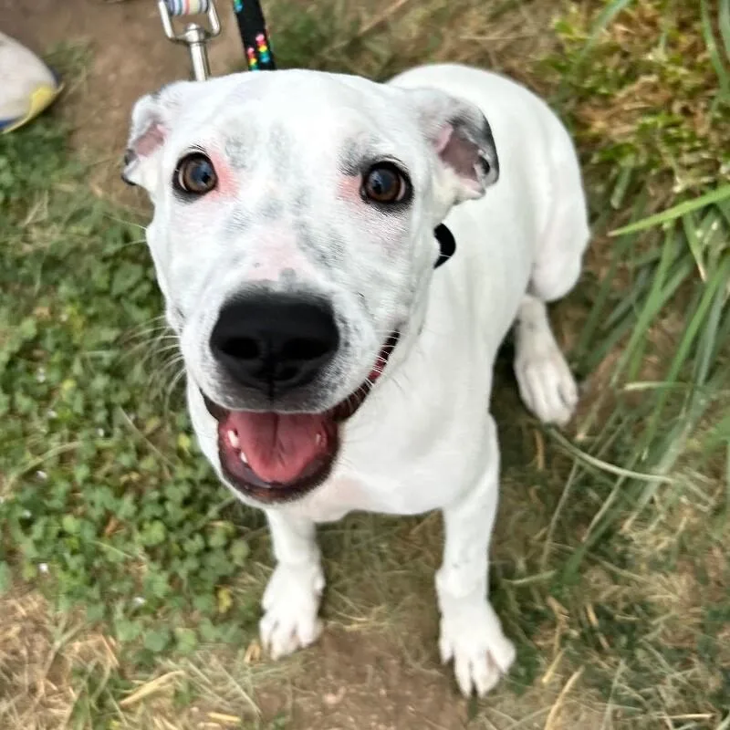 A baby medium-sized female White / Cream Pit Bull Terrier dog named Faith for adoption in Fort Collins, CO