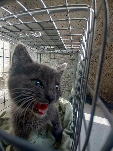 A baby small-sized female Domestic Short Hair cat named Yoda for adoption in Fort Lauderdale, FL