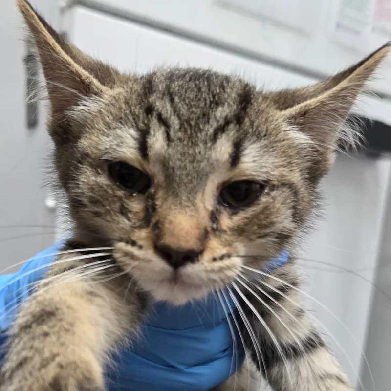 A baby small-sized female Domestic Short Hair cat named Sierra for adoption in Newark, NJ
