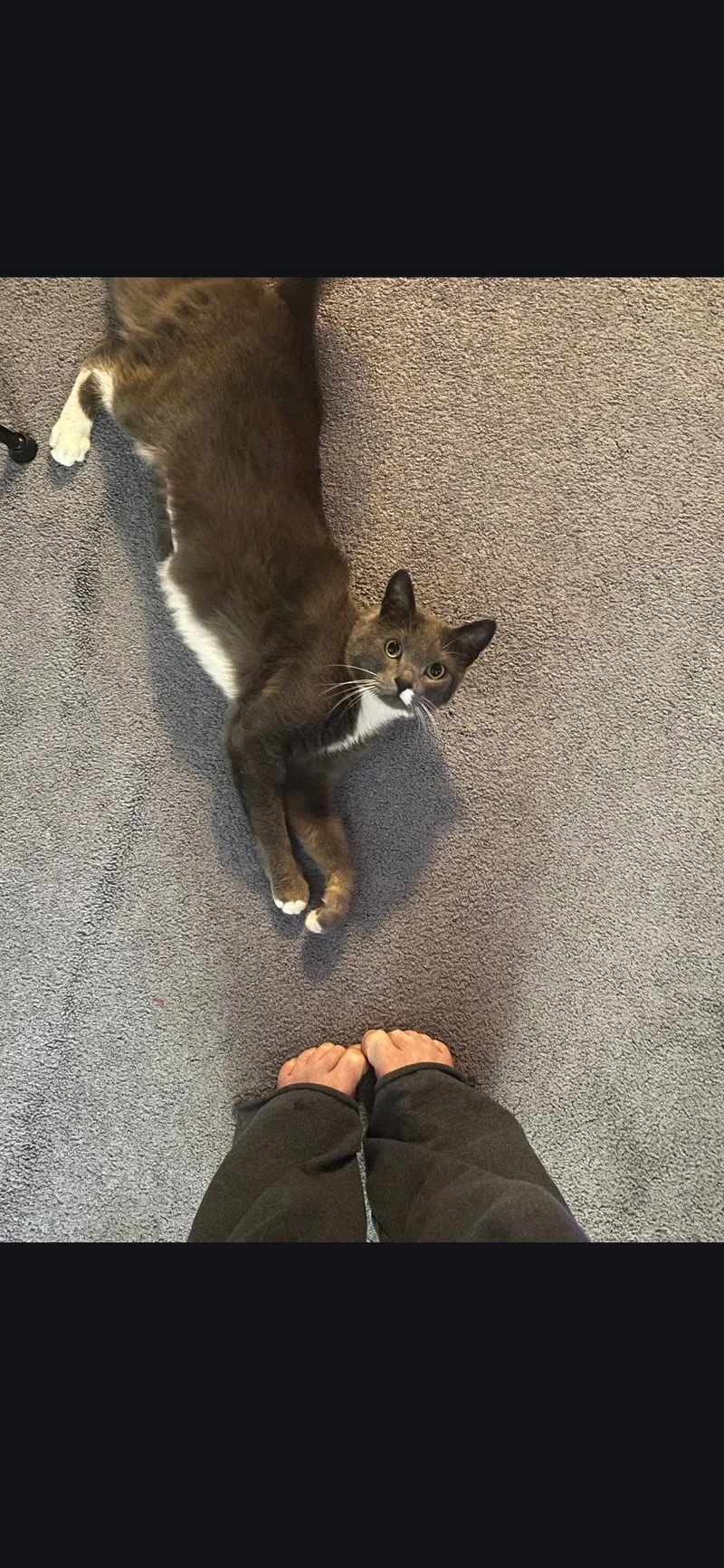 An adult medium-sized female Gray & White Domestic Short Hair cat named Willa for adoption in Harrisburg, PA