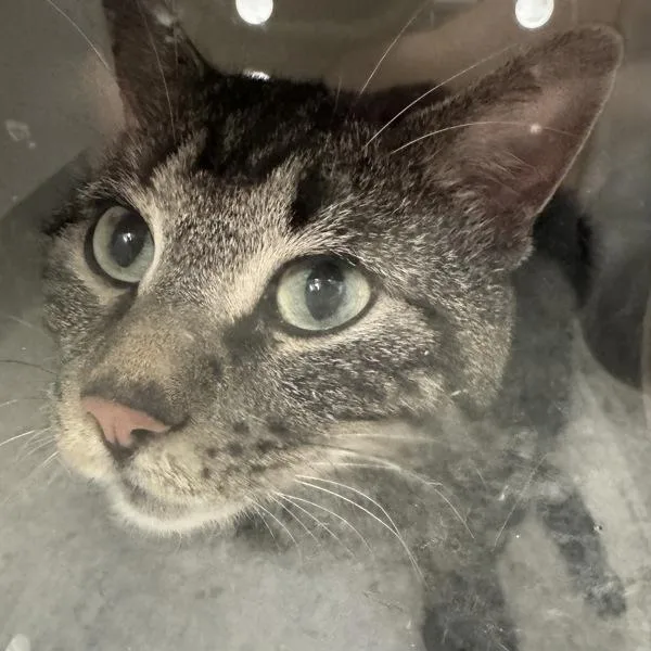 An adult medium-sized male Domestic Short Hair cat named Bryce for adoption in Des Moines, IA