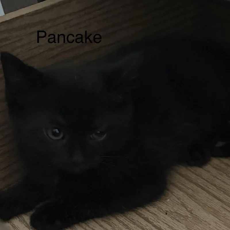 Pancake thumbnail 3