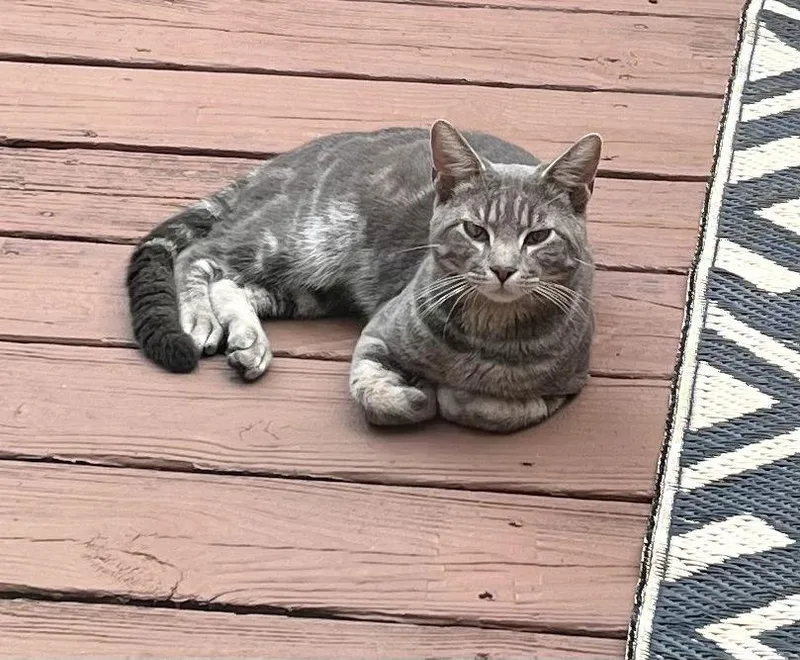 A young medium-sized male Gray / Blue / Silver Domestic Short Hair cat named Baby for adoption in Trexlertown, PA