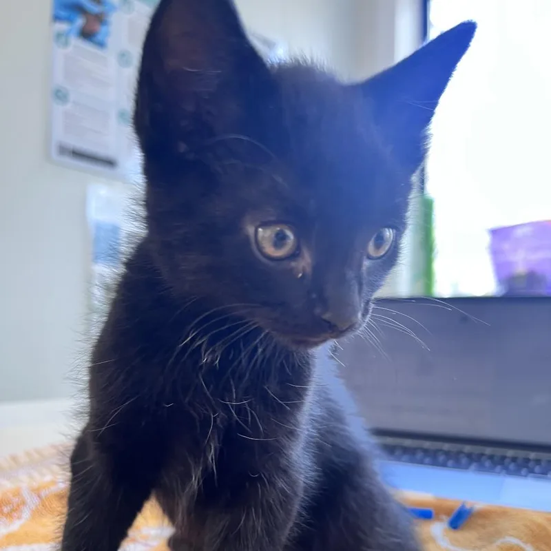 A baby small-sized male Domestic Medium Hair cat named Batflight for adoption in Denver, CO