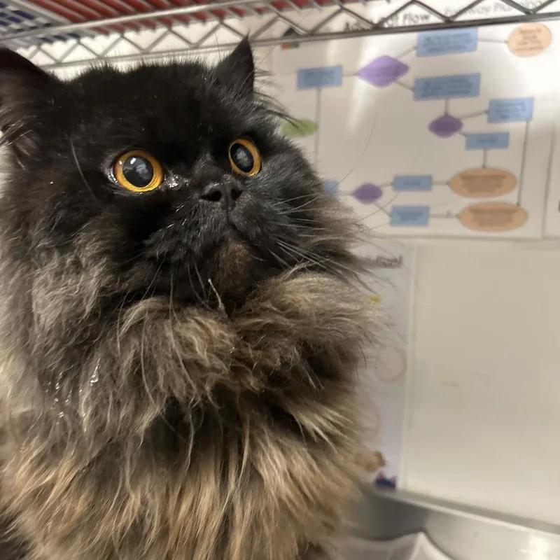 An adult small-sized male Black Persian cat named Australia for adoption in League City, TX
