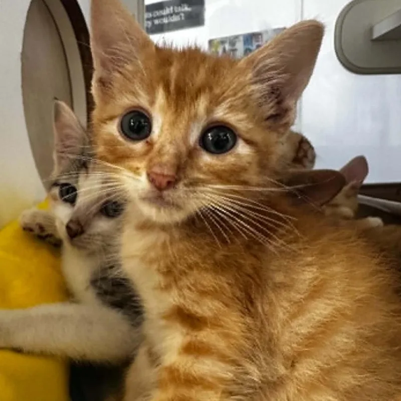 A baby small-sized female Orange / Red Domestic Short Hair cat named Marinara for adoption in Stephenville, TX