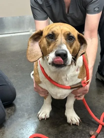 An adult large-sized female Mixed Breed dog named Susie Q for adoption in Memphis, TN