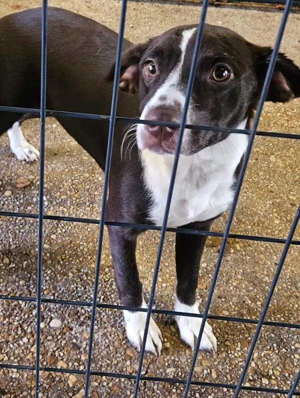 A young medium-sized female Mixed Breed dog named Lacey for adoption in Mobile, AL