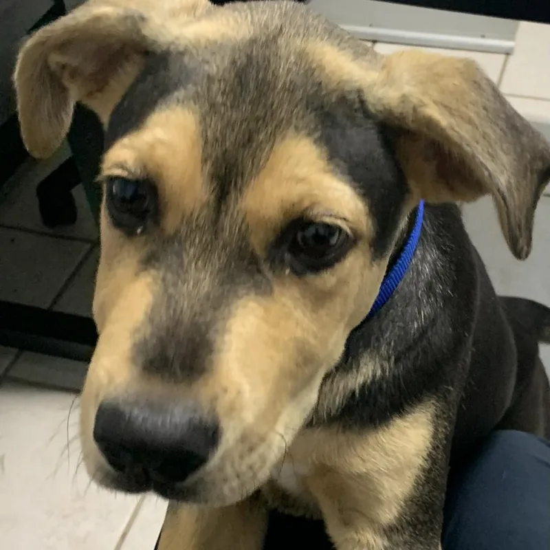 A baby large-sized male Black Mixed Breed dog named Hoops for adoption in Buchanan Dam, TX