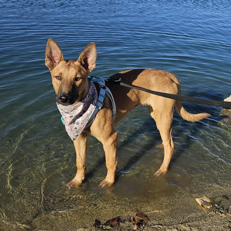 Louie Louie thumbnail 2