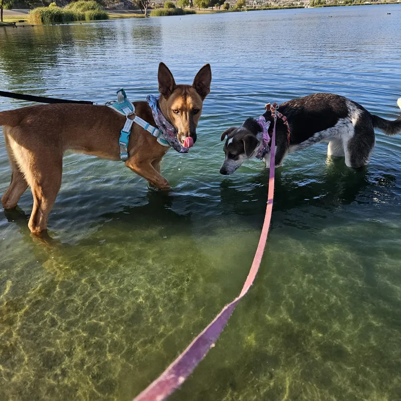 Louie Louie thumbnail 3