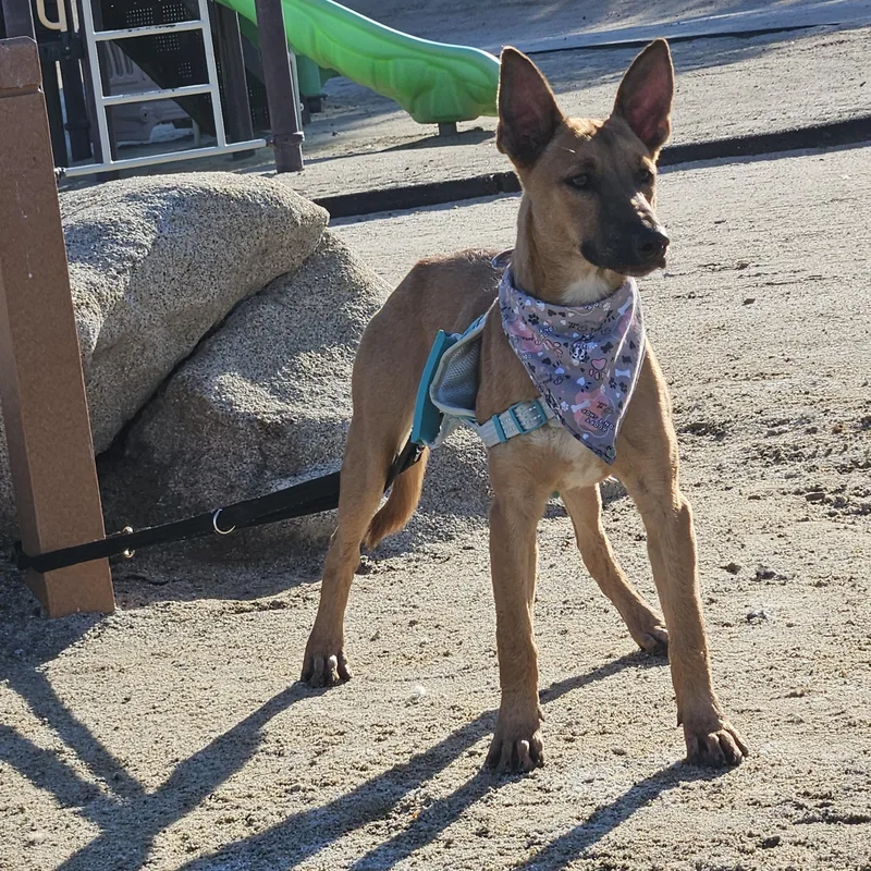 Louie Louie thumbnail 5