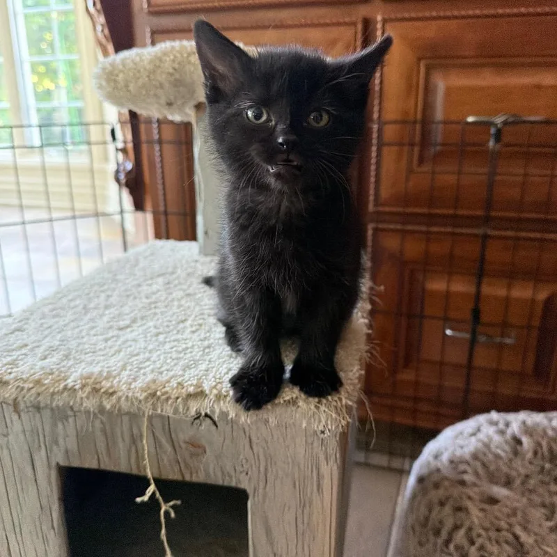 A baby small-sized female Black Domestic Short Hair cat named Gemma for adoption in Waukesha, WI